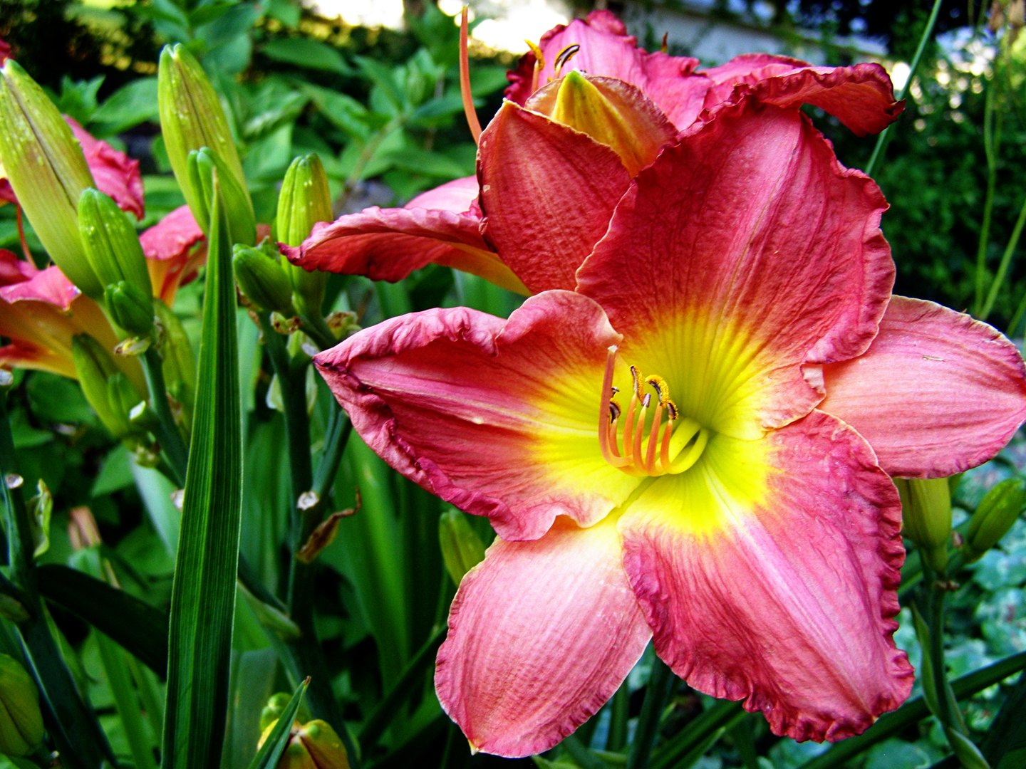 Taglilie in voller Blüte