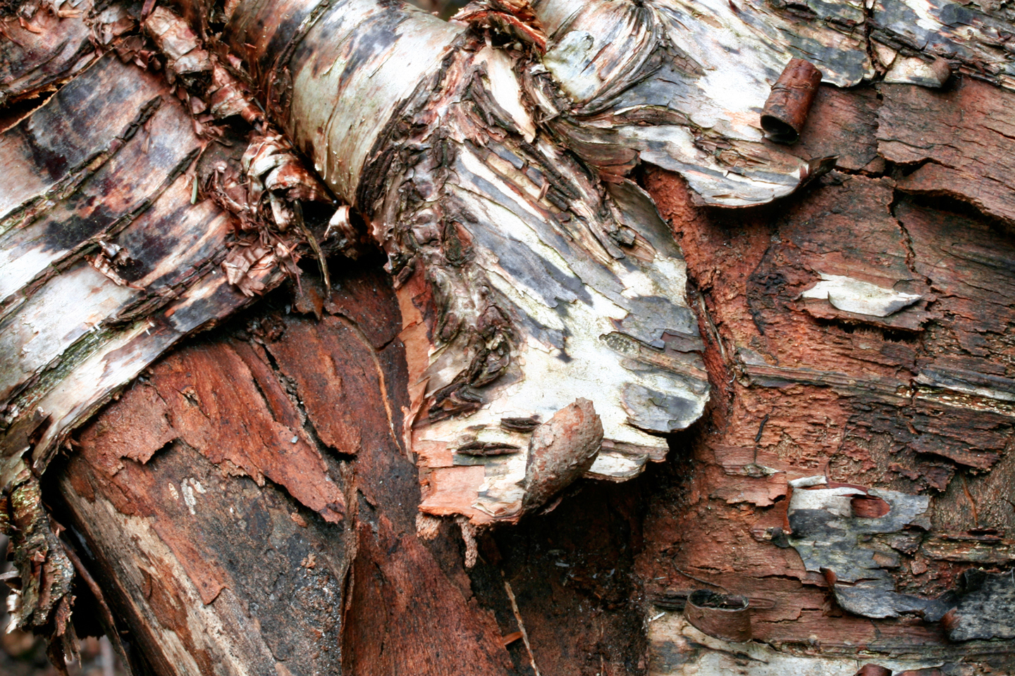 Birkenrinde, Naturdetail aus dem Garten