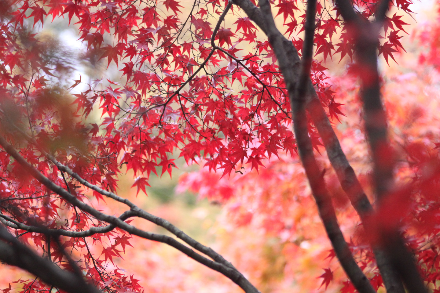 Japanischer Ahorn im Herbstlaub, gepflegt von Spitzbarth Garten- und Landschaftsbau