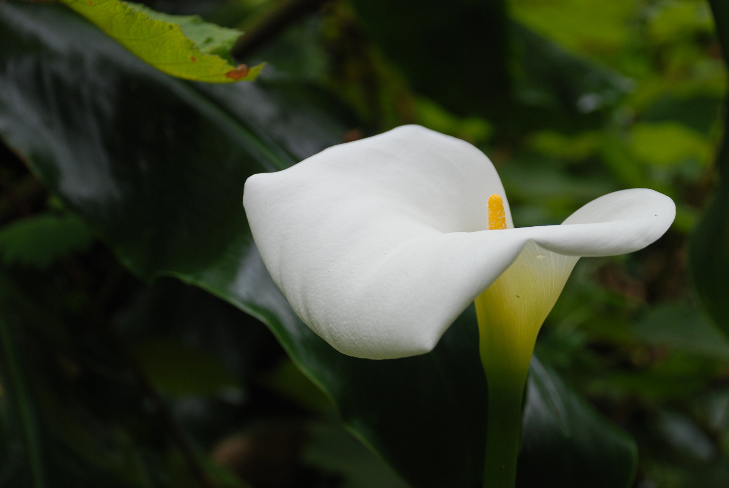 Calla-Blüte aus einer Pflanzung von Spitzbarth Garten- und Landschaftsbau